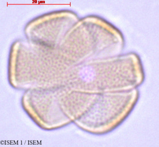 ISEM 1/Salvia_microphylla_27893/Salvia_microphylla_27893_0001(copy)_thumb.jpg